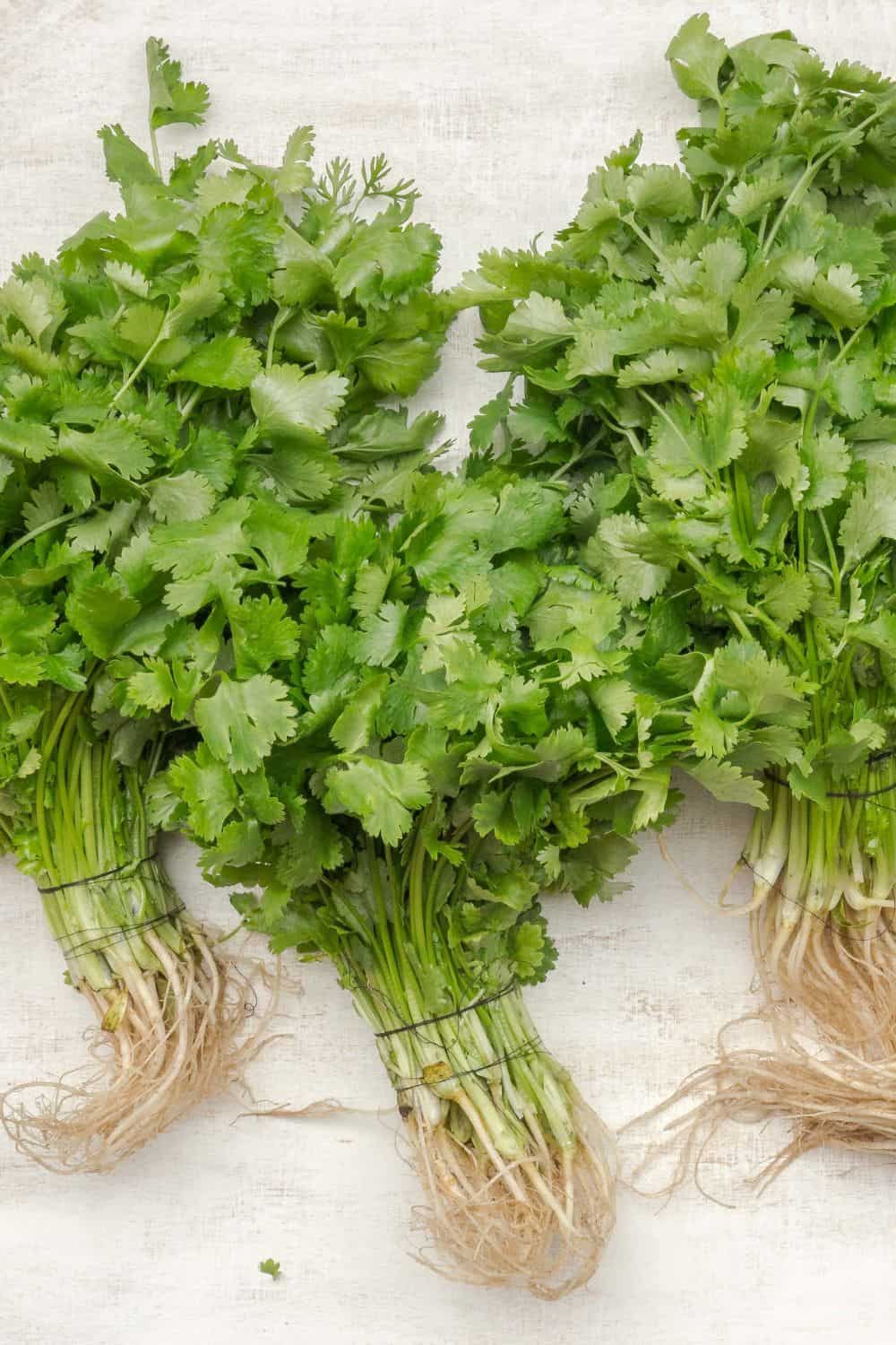 overhead shot showing three bunches of coriander on a white table